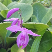 Bletilla striata 